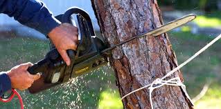 West Whittier Los Nietos, CA Tree Care Company