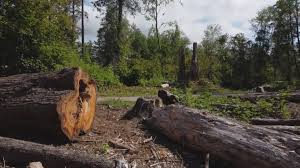 Tree and Shrub Care in West Whittier Los Nietos, CA