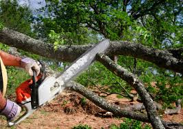 Best Tree Preservation Services  in West Whittier Los Nietos, CA