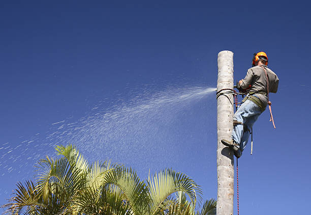 Best Root Management and Removal  in West Whittier Los Nietos, CA