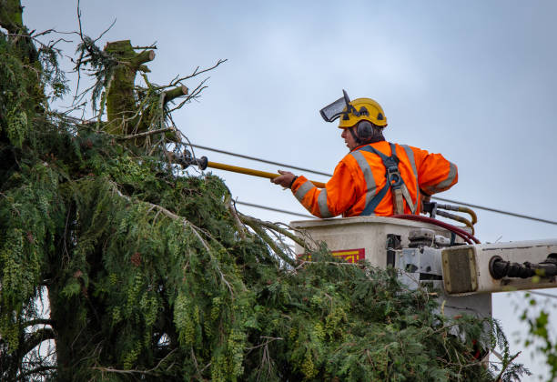 Leaf Removal in West Whittier Los Nietos, CA