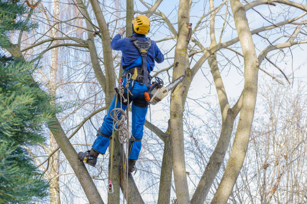 Best Stump Grinding and Removal  in West Whittier Los Nietos, CA