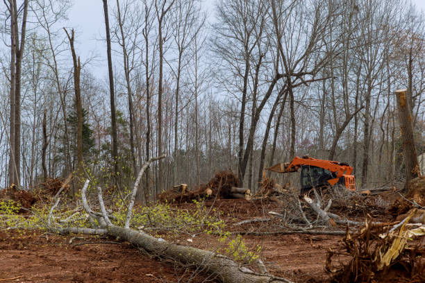 Best Tree Maintenance Programs  in West Whittier Los Nietos, CA