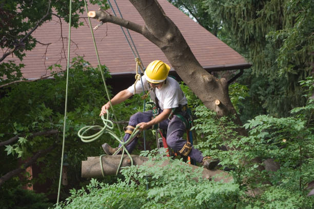 Best Arborist Consultation Services  in West Whittier Los Nietos, CA