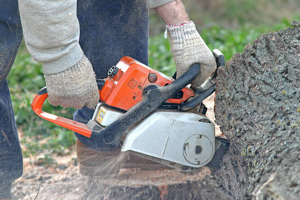 Best Tree Disease Treatment  in West Whittier Los Nietos, CA