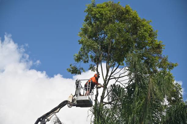 Best Lot and Land Clearing  in West Whittier Los Nietos, CA