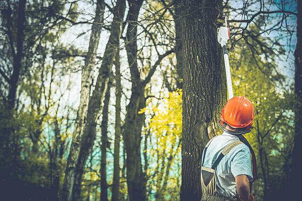 Best Tree Mulching  in West Whittier Los Nietos, CA