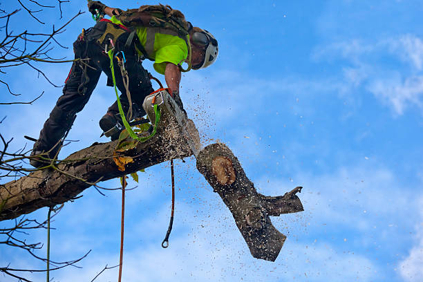 Best Tree Removal  in West Whittier Los Nietos, CA