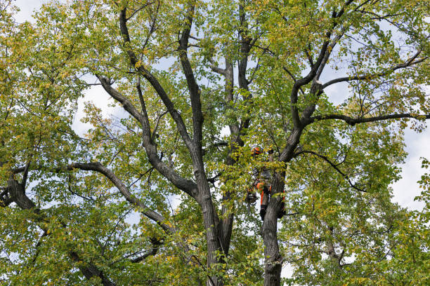 How Our Tree Care Process Works  in  West Whittier Los Nietos, CA
